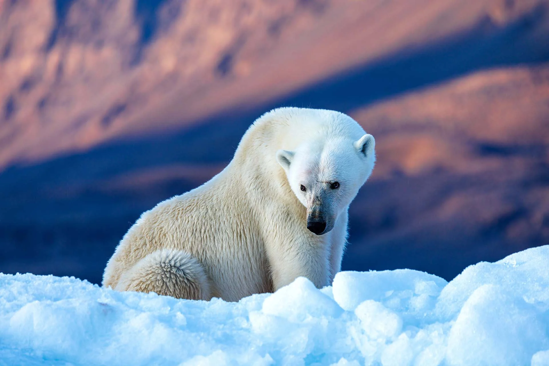 Greenland & High Arctic Expedition Cruise for Women 2027 4 high-arctic-polar-bear