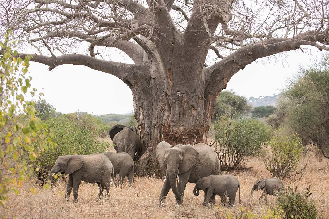 2 Herd of wild animals feed on grass under baobab trees