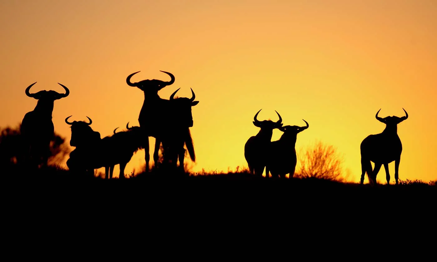 A silhouette of a herd of blue wildebeest against a spectacular African sunrise.