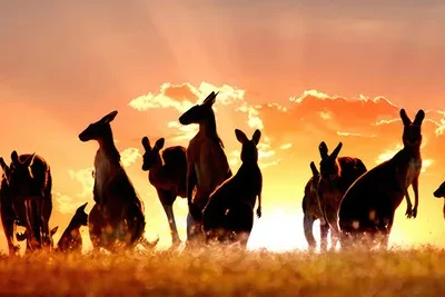 Australia Kangaroo