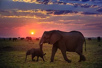Chobe National Park Elephant