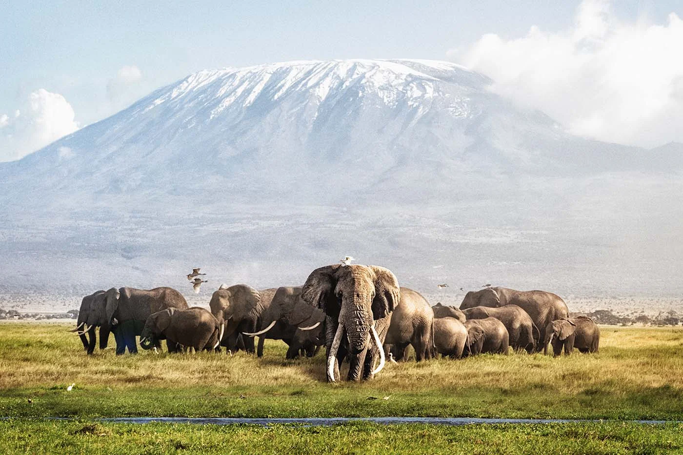 Famous big tusker bull elephant Tim with family herd in front of Mt. Kilimanjaro