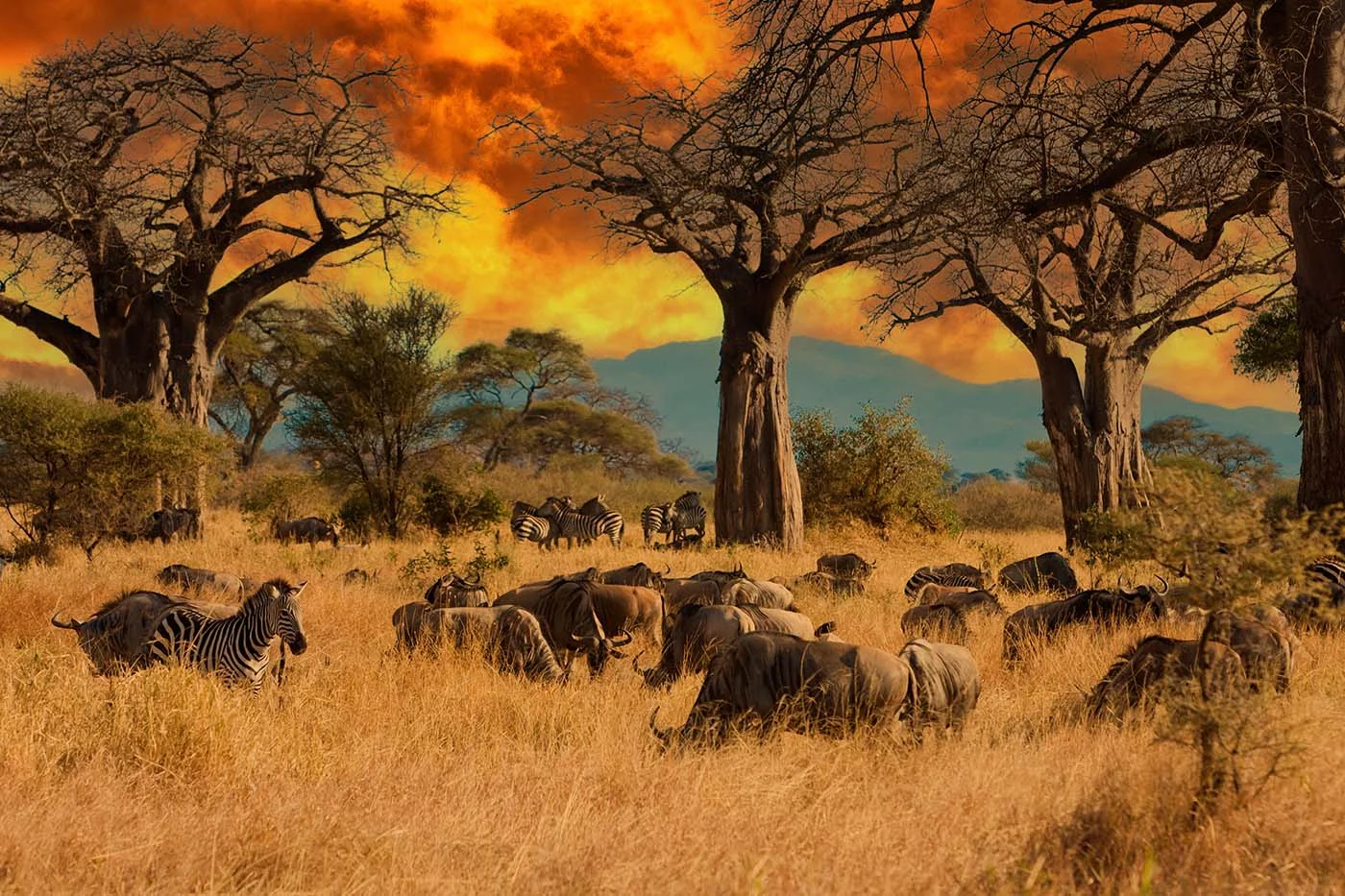 Herd of wild animals feed on grass under baobab trees