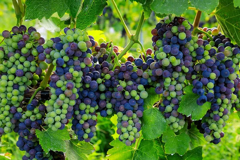 Okanagan Valley grapes