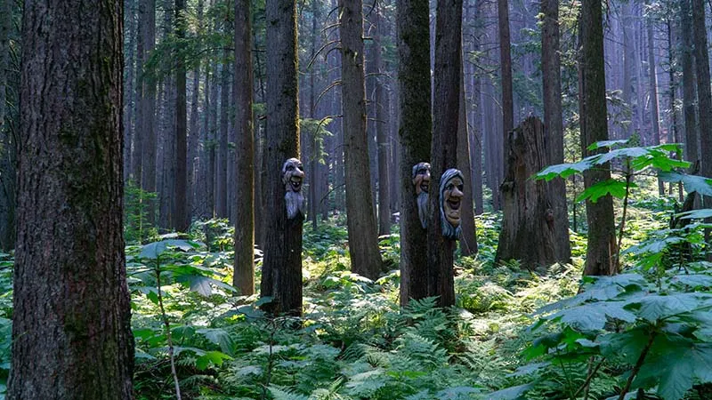 Revelstoke forest