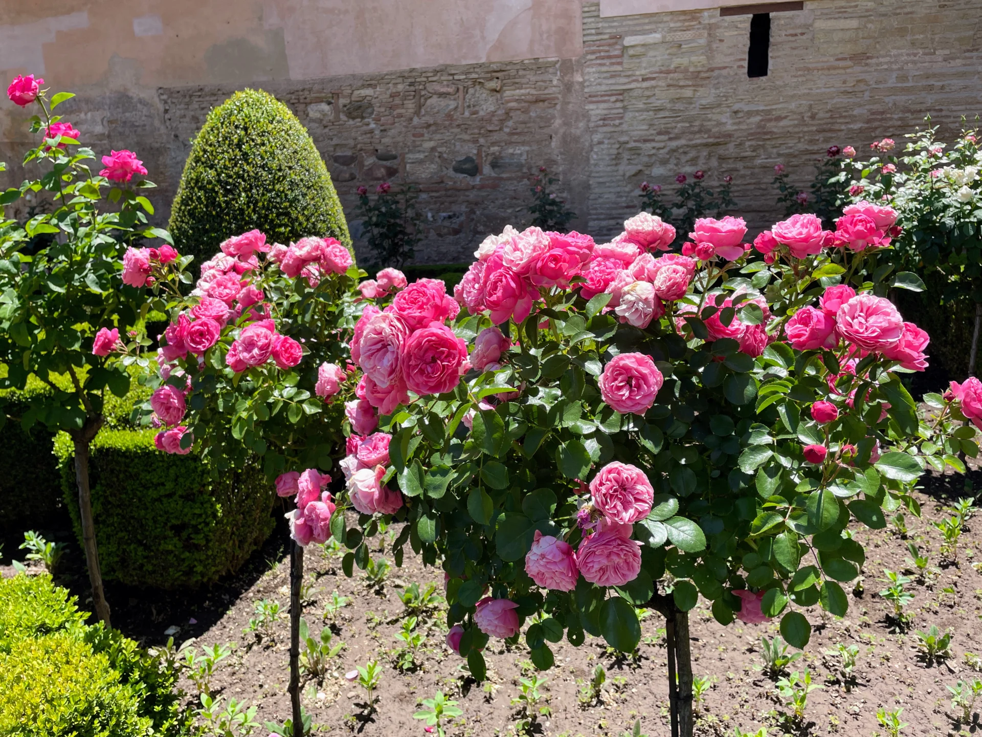 roses at Alhambra