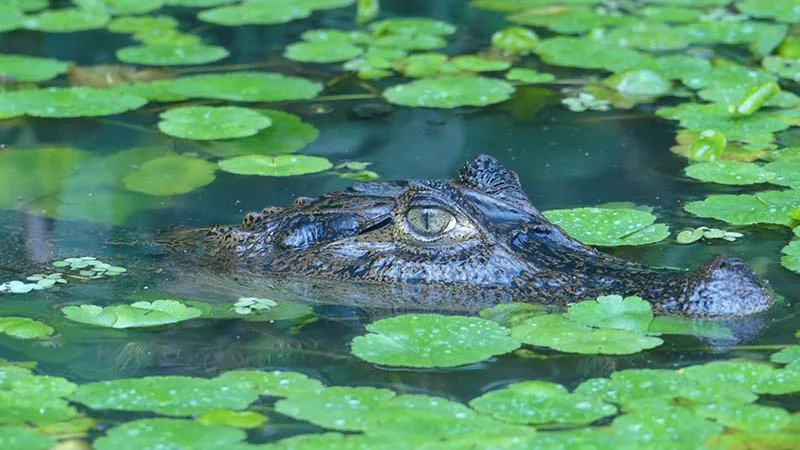 Tortuguero National Park alligator