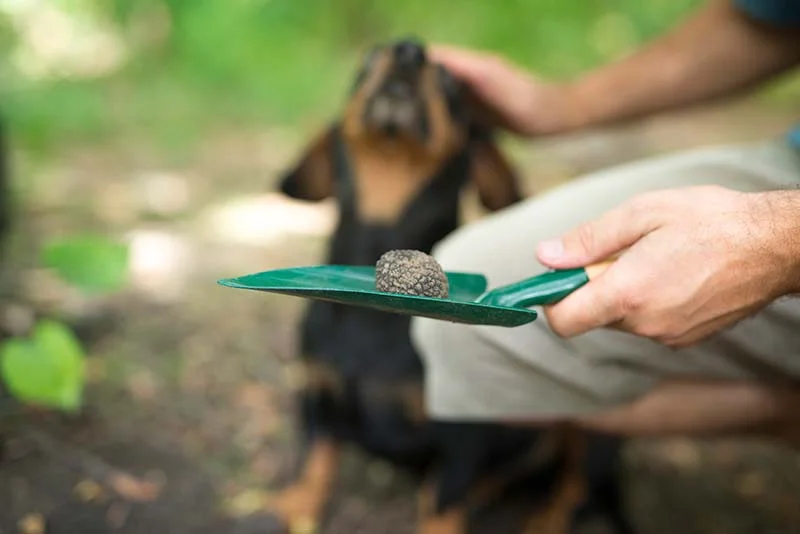 Truffle-Sniffing Dogs
