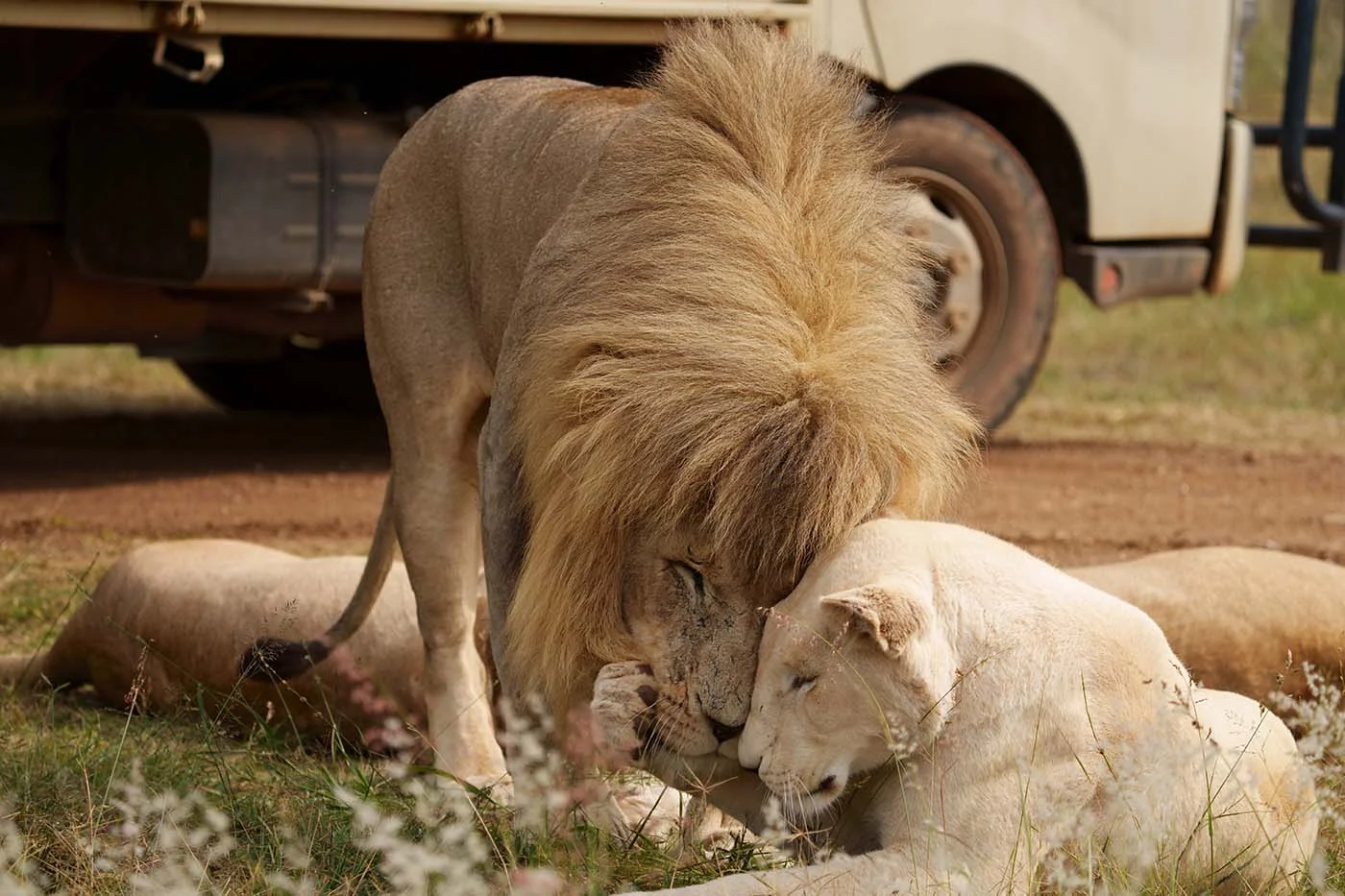 african game drives with lion loving on each other