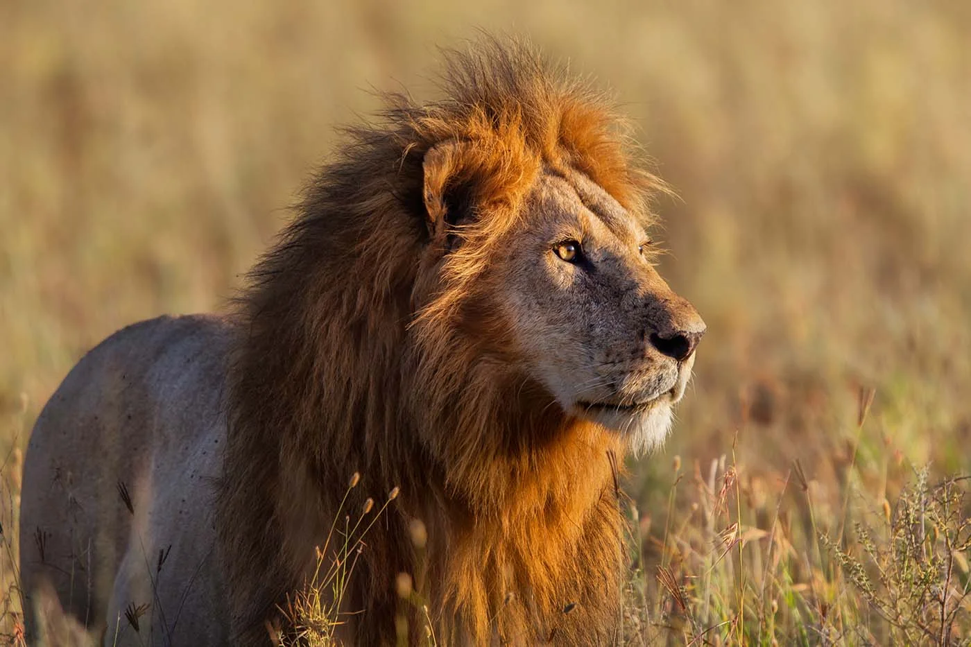 african safari lion
