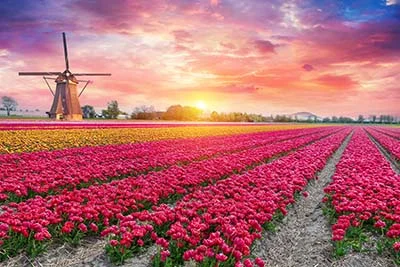 amsterdam tulips HEADER