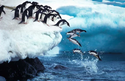antarctica penguine chicks