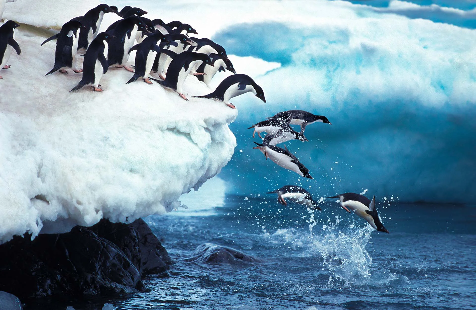 antarctica penguine chicks