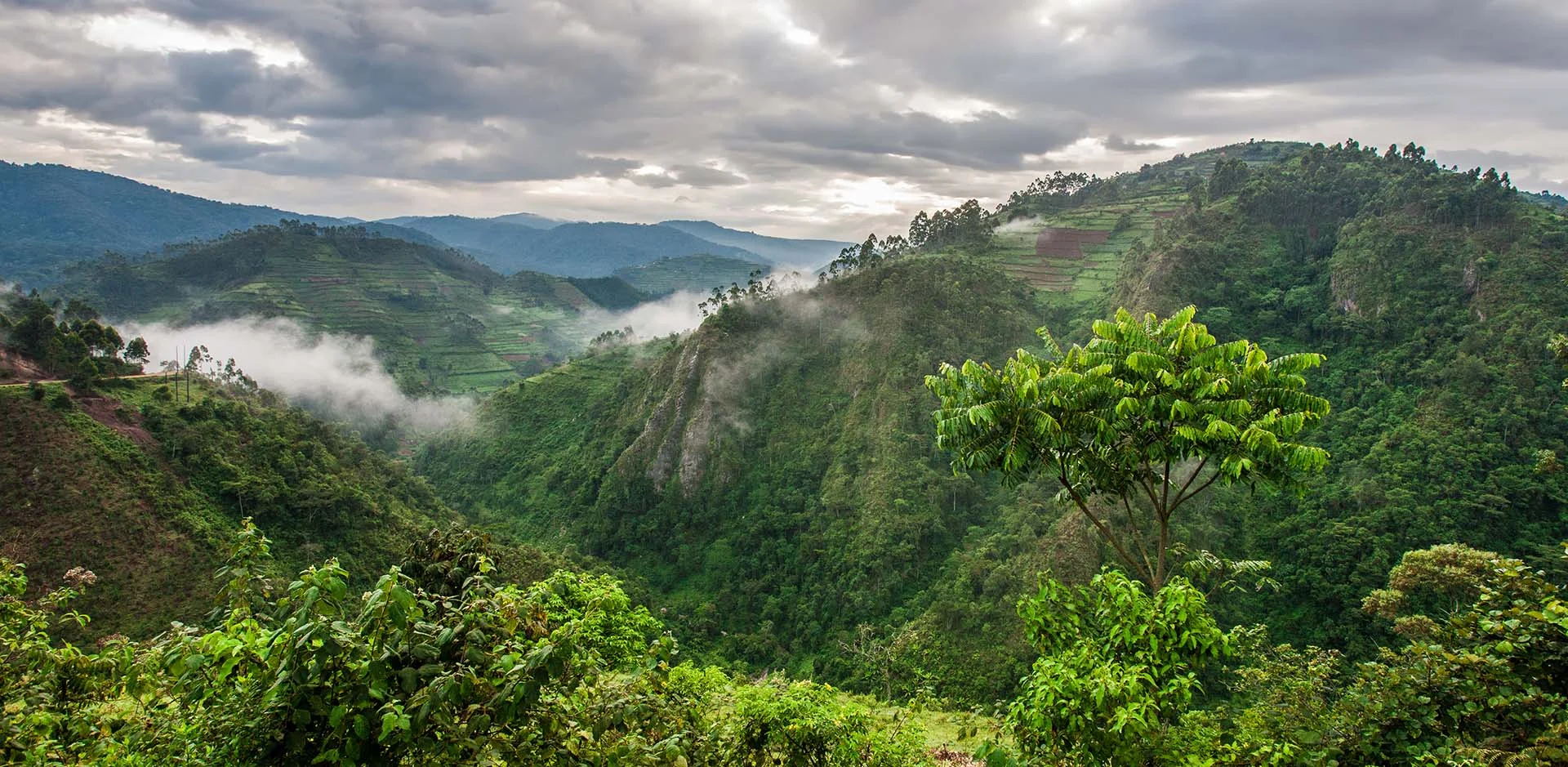 bwindi impenetrable forest