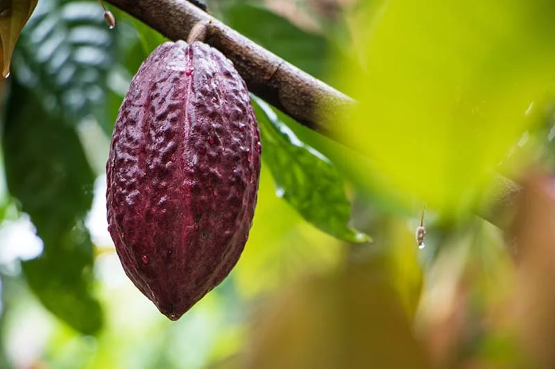 cacao plantations