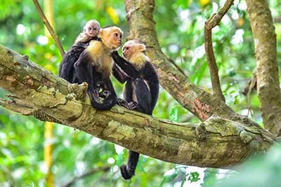 Costa Rica capuchin monkeys