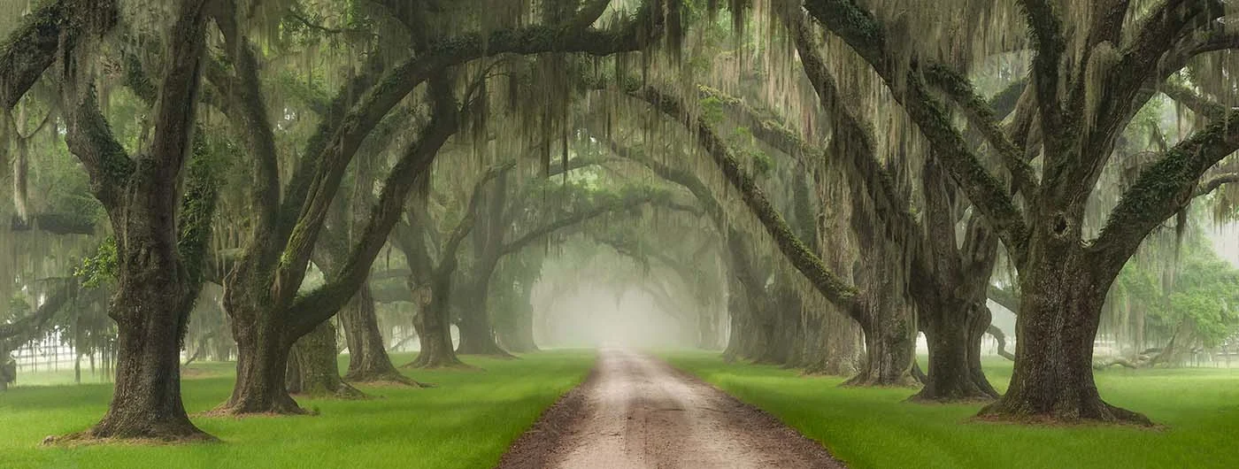 Beautiful Charleston Trees