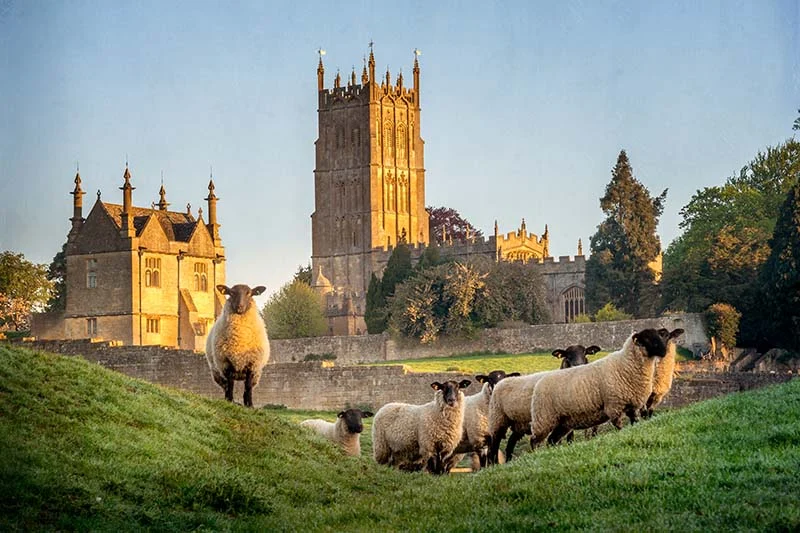 cotswolds sheep 800 | Solo Travel For Women | Sisterhood Travels Group Tours