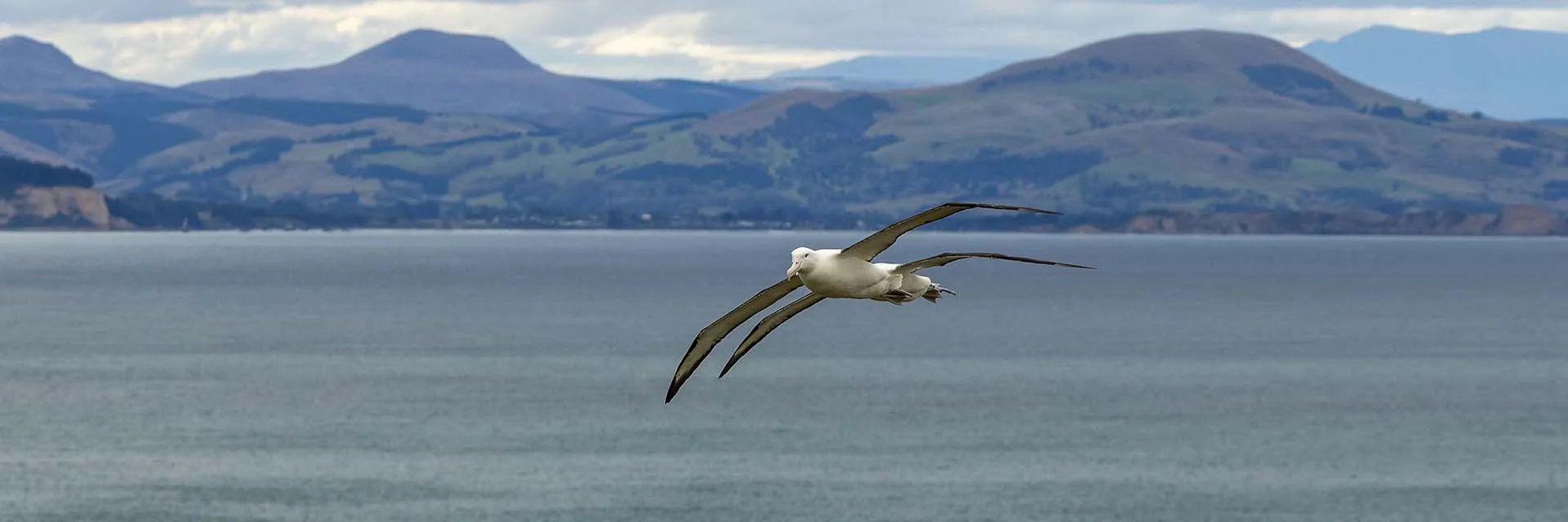 dunedin royal albatross