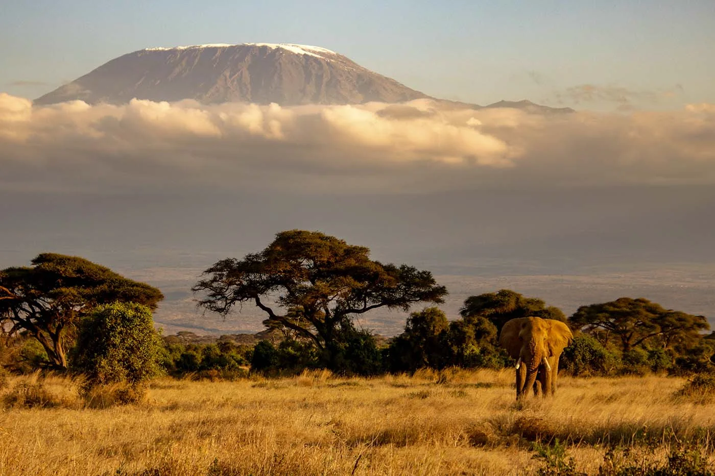 elephant and mount kilimanjaro