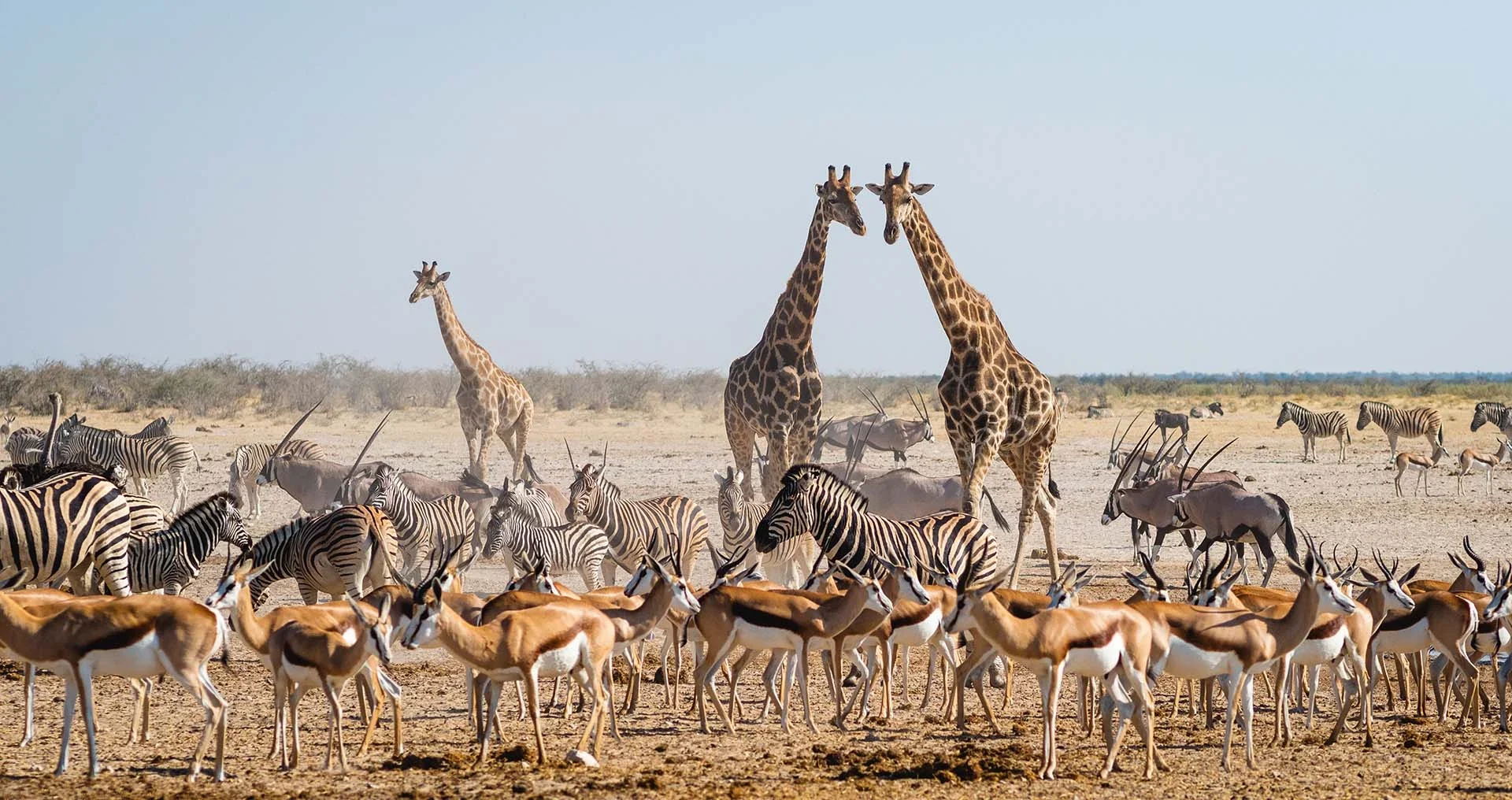 giraffe on an African safari