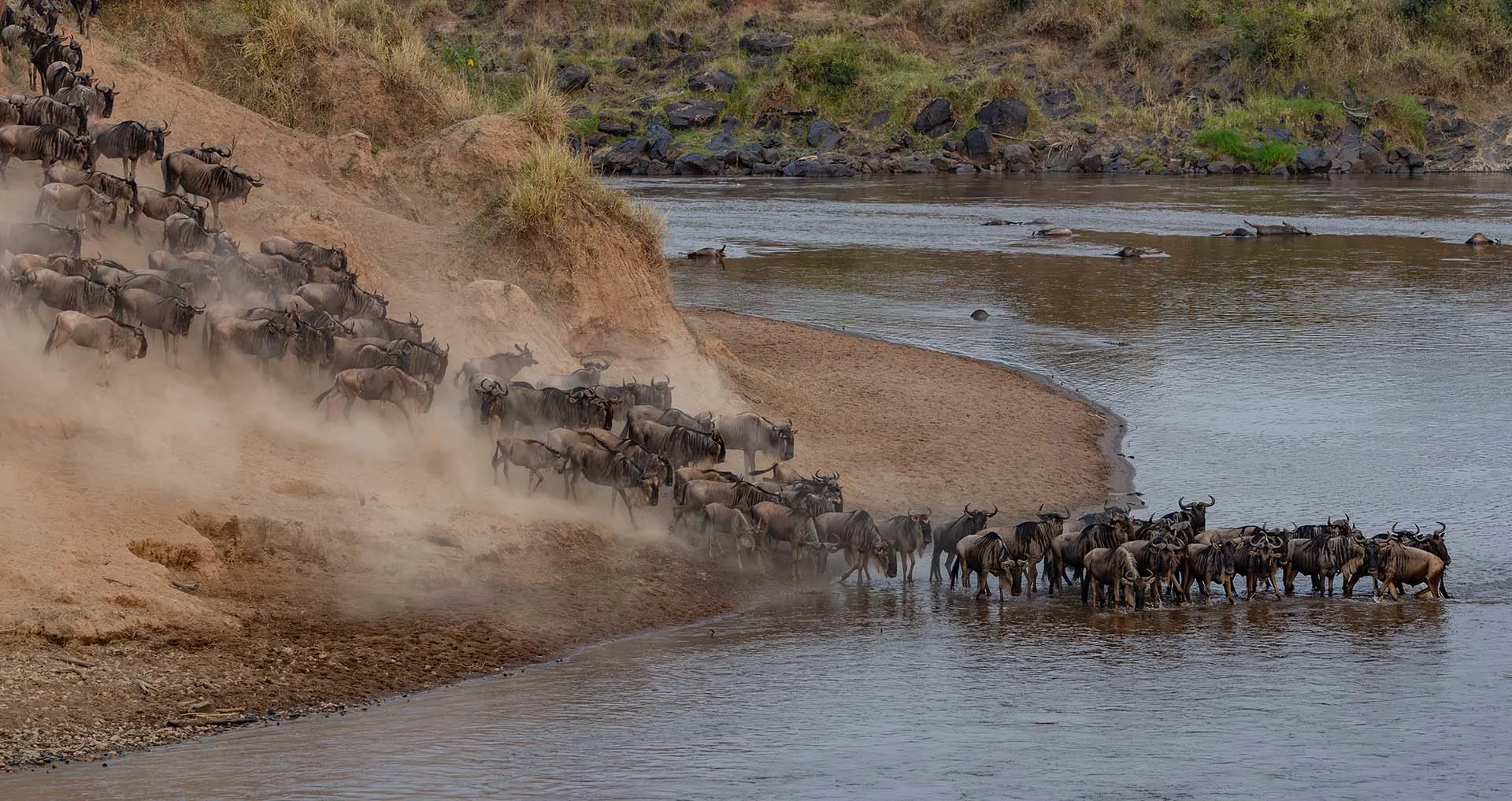 great migration wildabeest