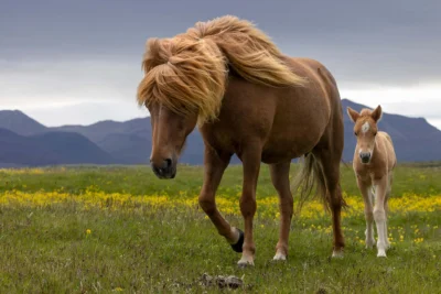 iceland show horses