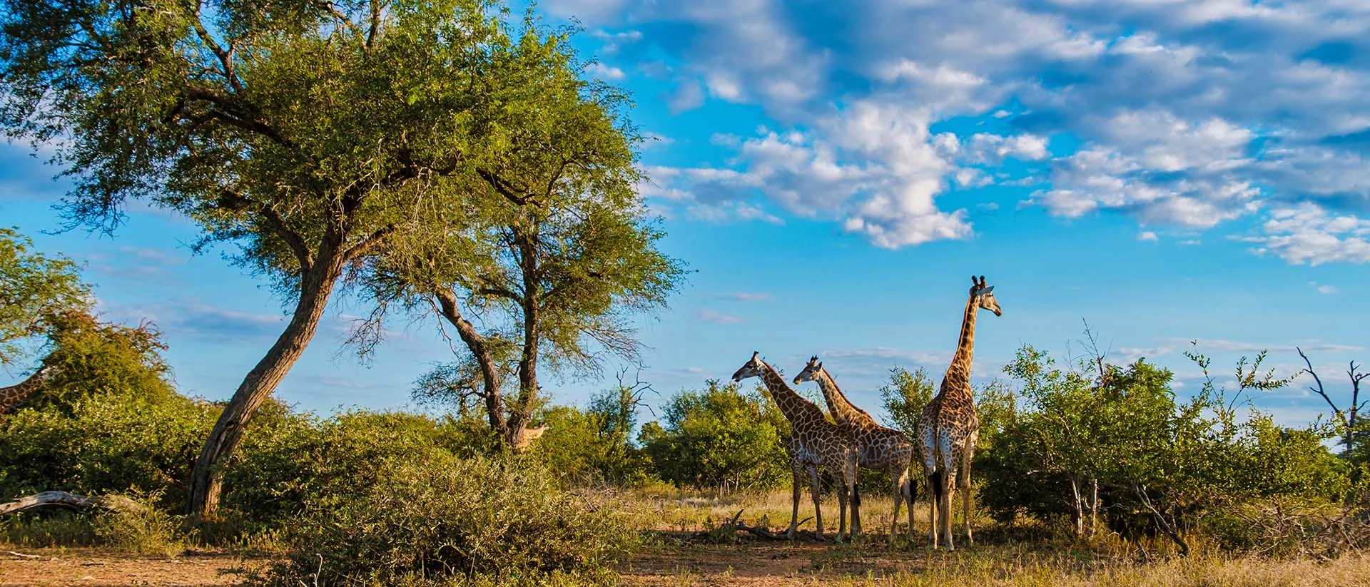 kruger national park