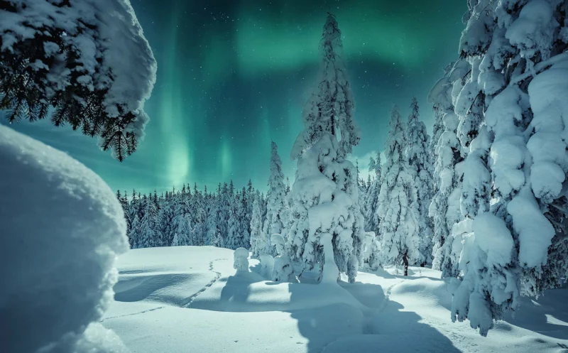 lapland finland northern lights trees