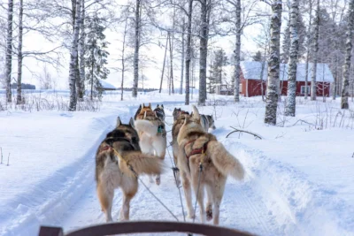 lapland finland sled