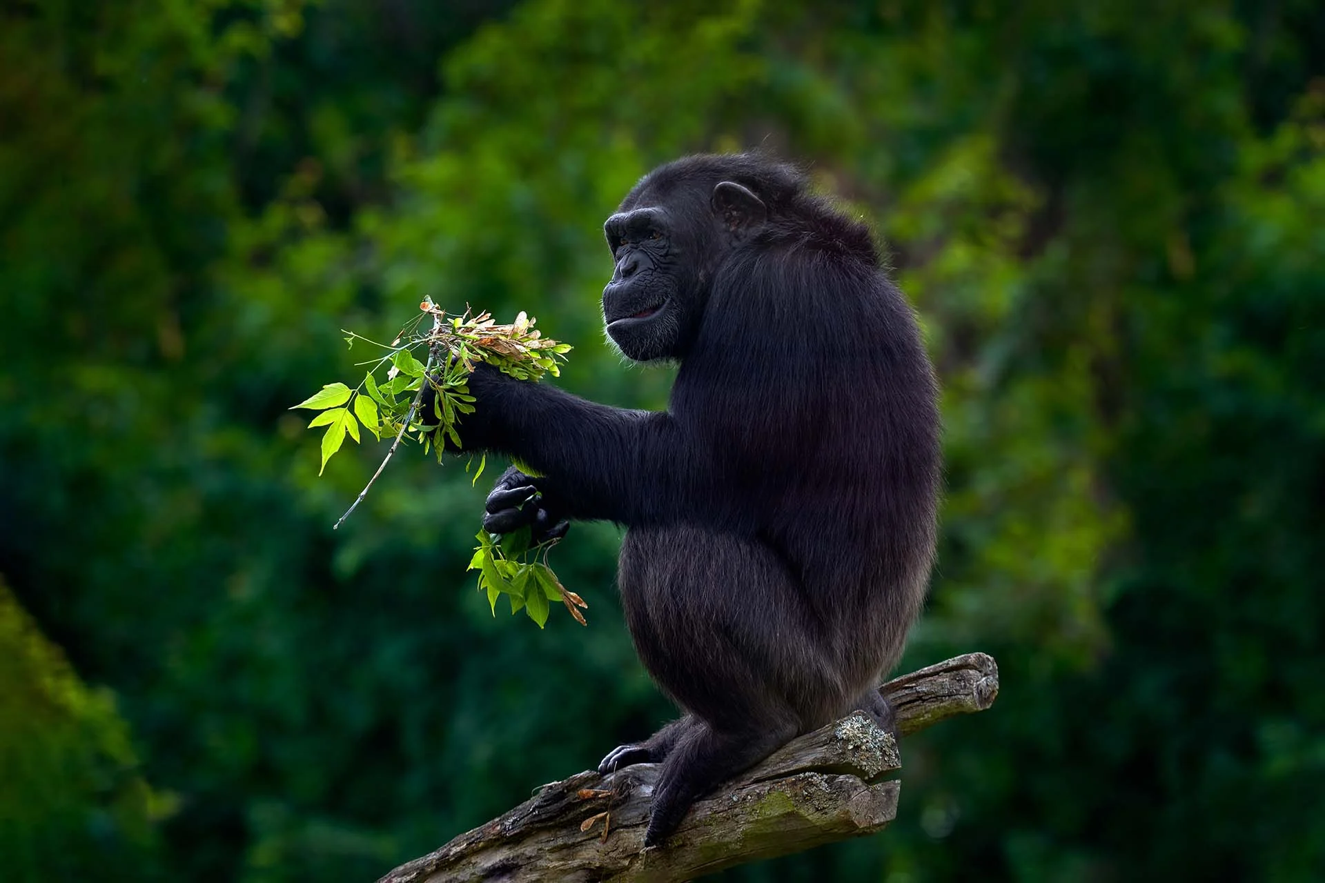 mahale mountains wild chimpanzee feeding