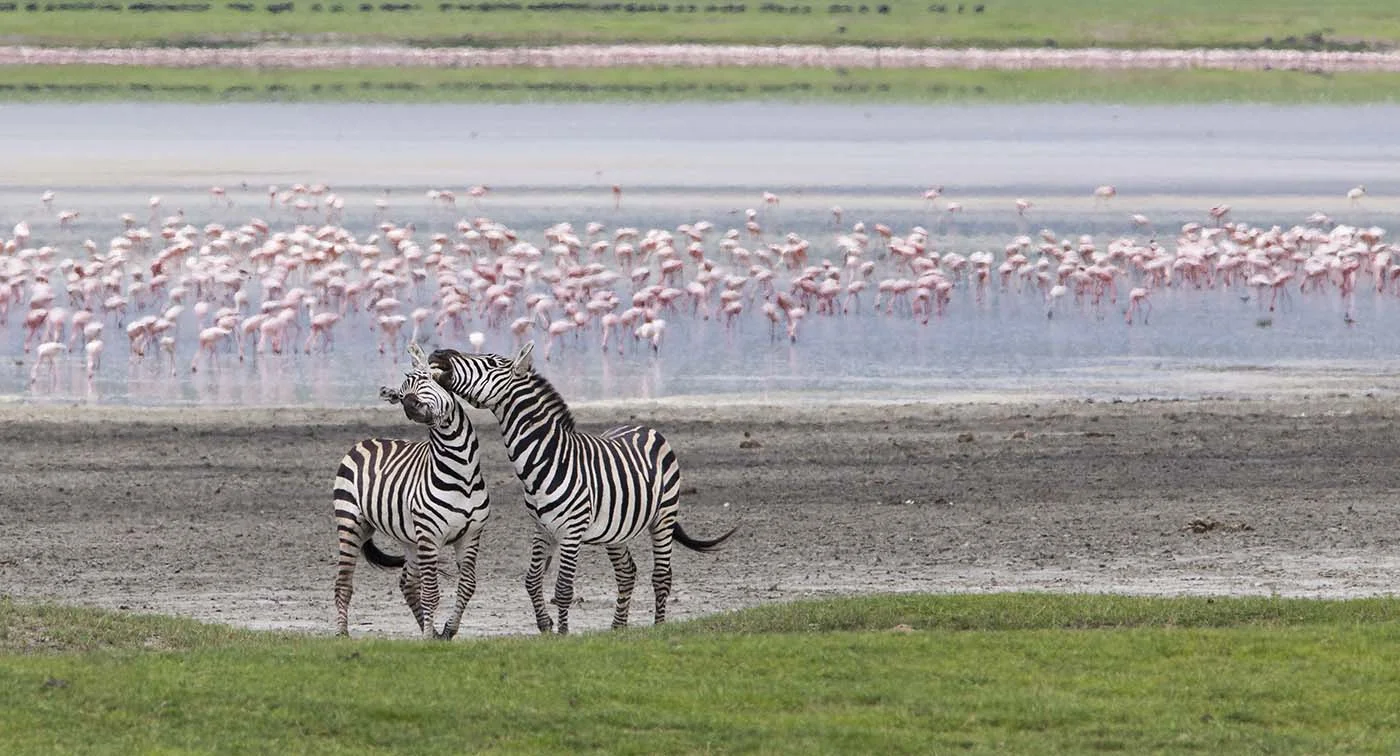 ngorongoro crater with zebras and pink flamingo