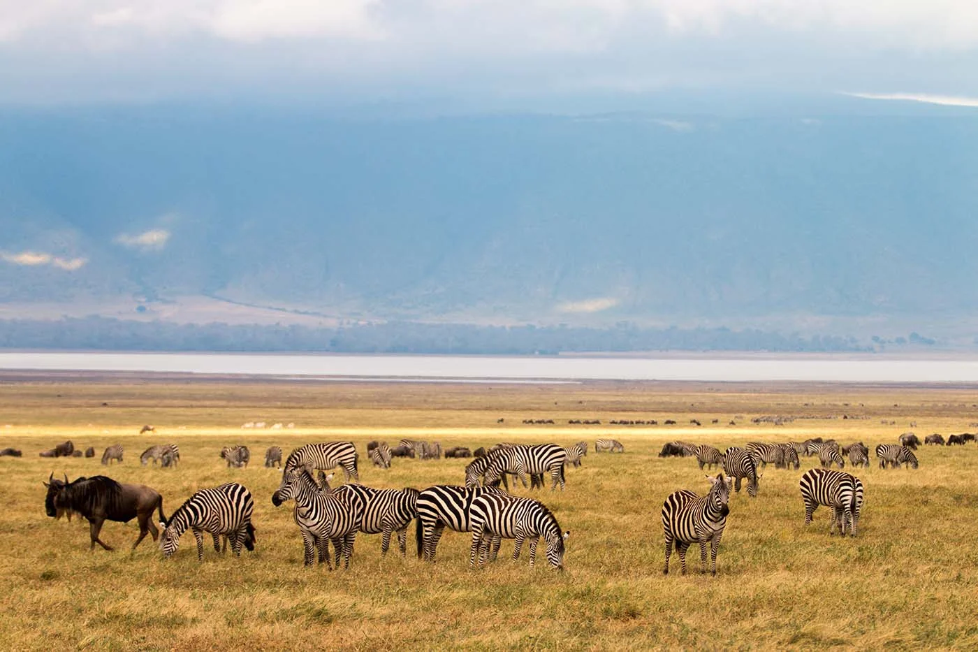 ngorongoro crater with zebra