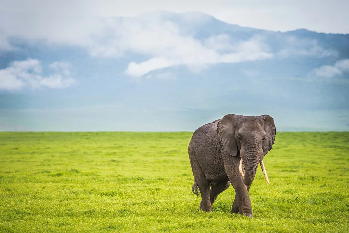ngorongoro crater with elephant