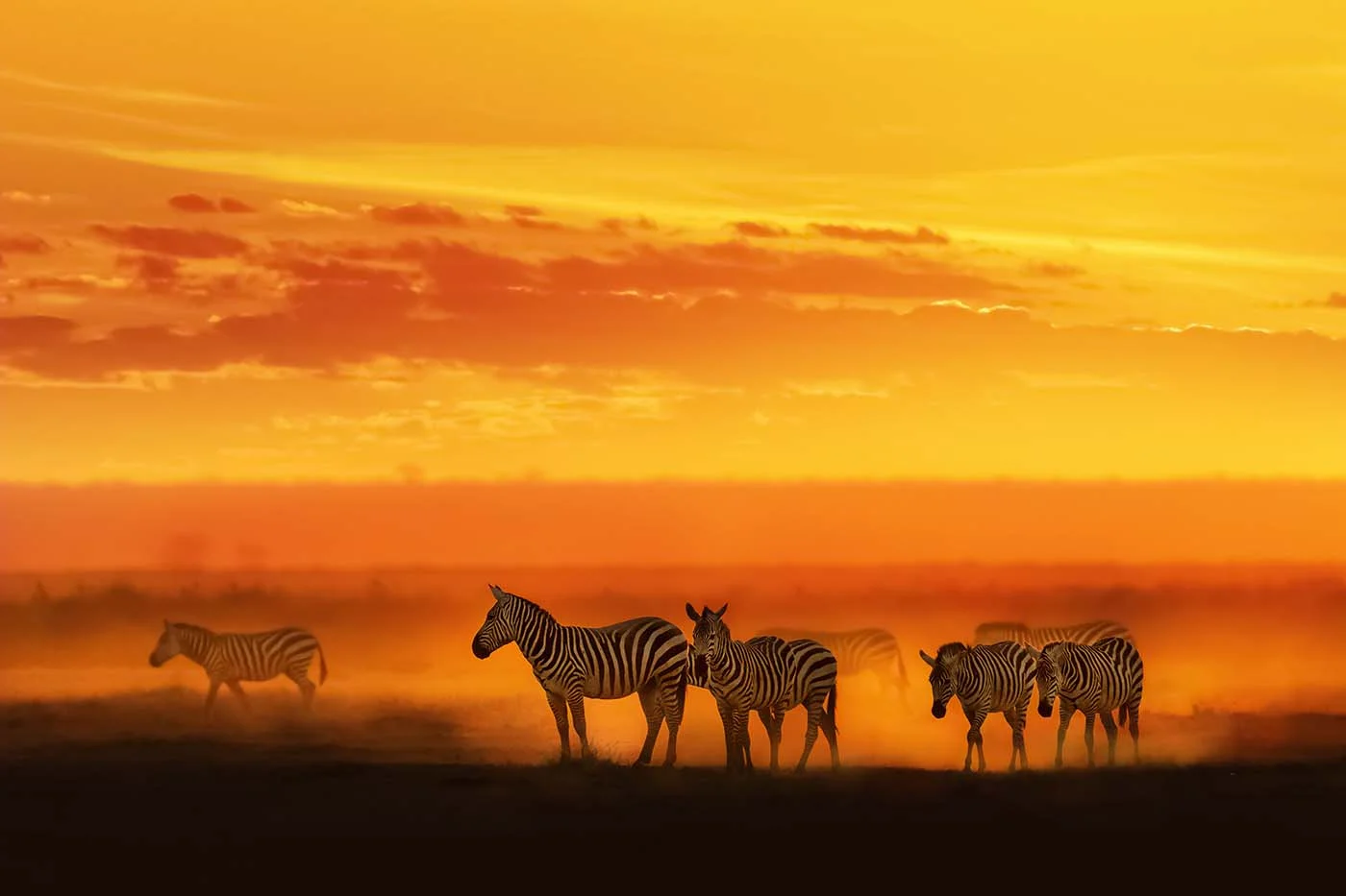 northern serengeti zebras