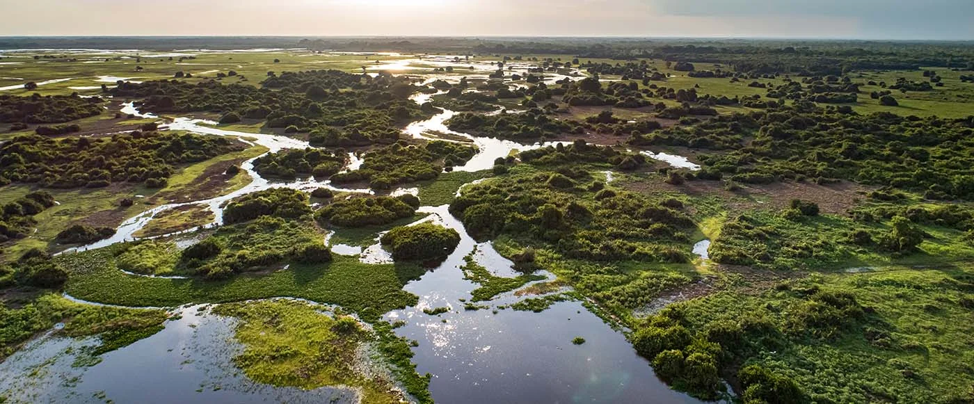 pantanal brazil pano