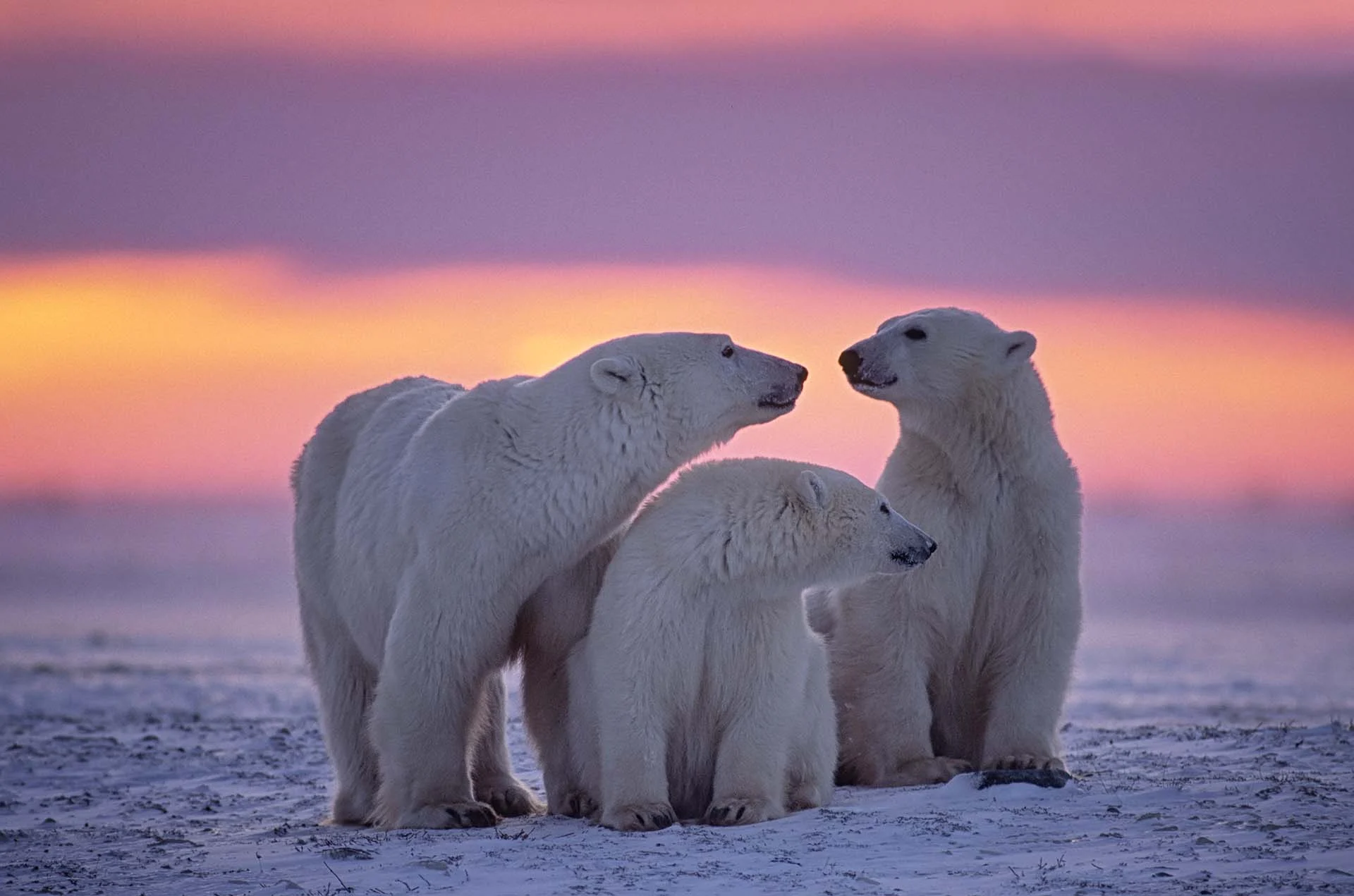 arctic sea polar bears