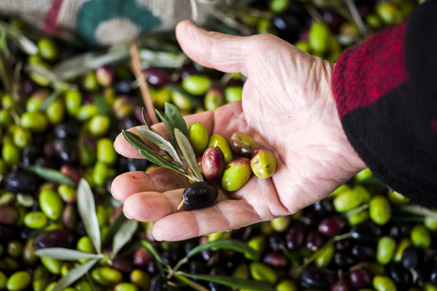 Southern Italy: Amalfi Coast, Matera & Puglia 20 puglia olives 1400 | Solo Travel For Women | Sisterhood Travels Group Tours