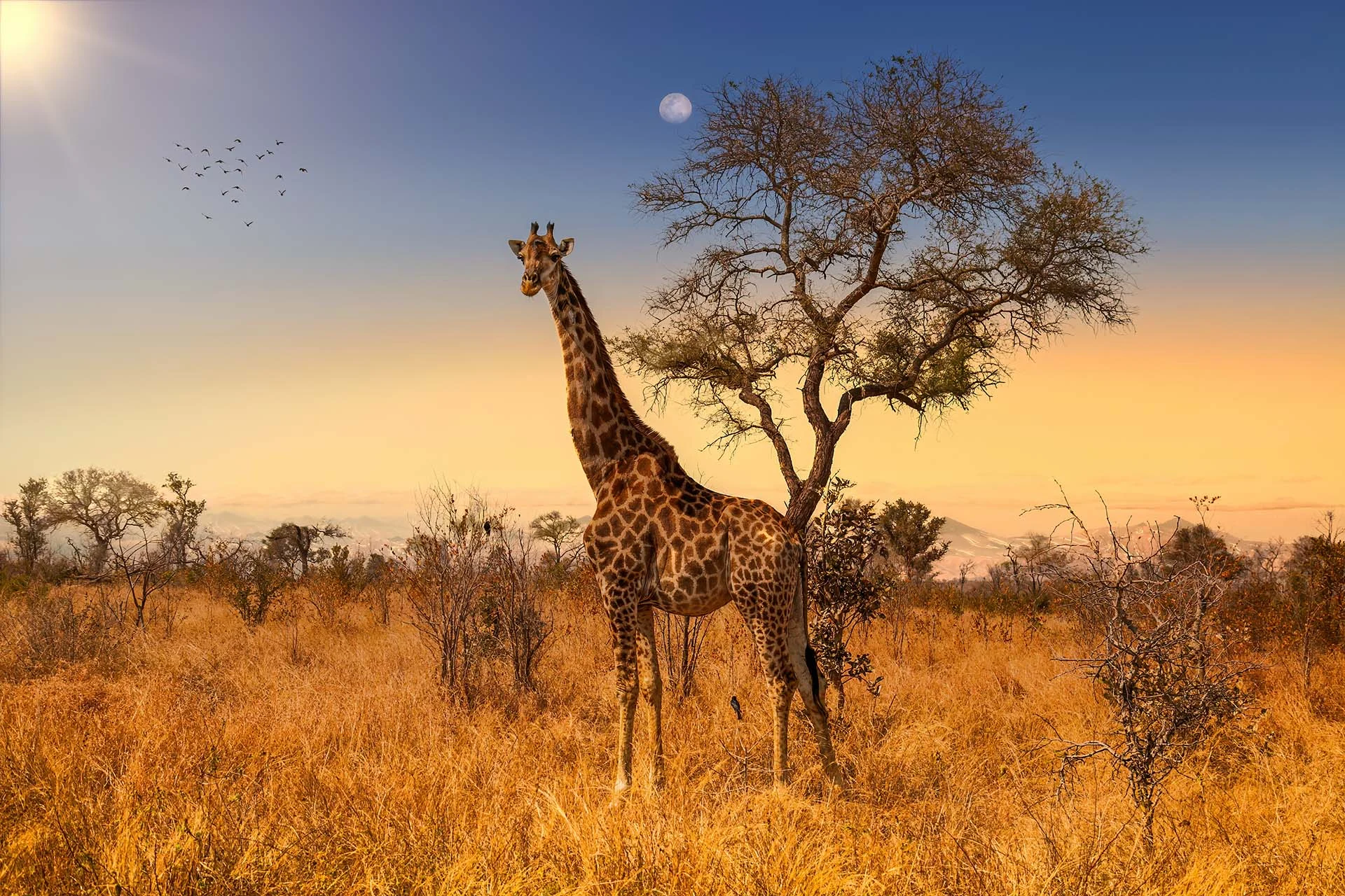 safari namibia