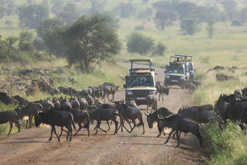 safari vehicles among wildebeest
