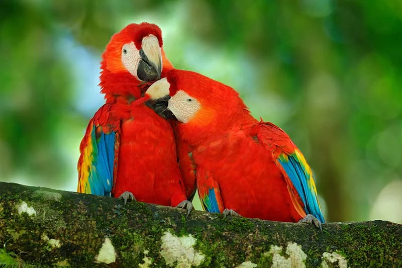 scarlett macaws