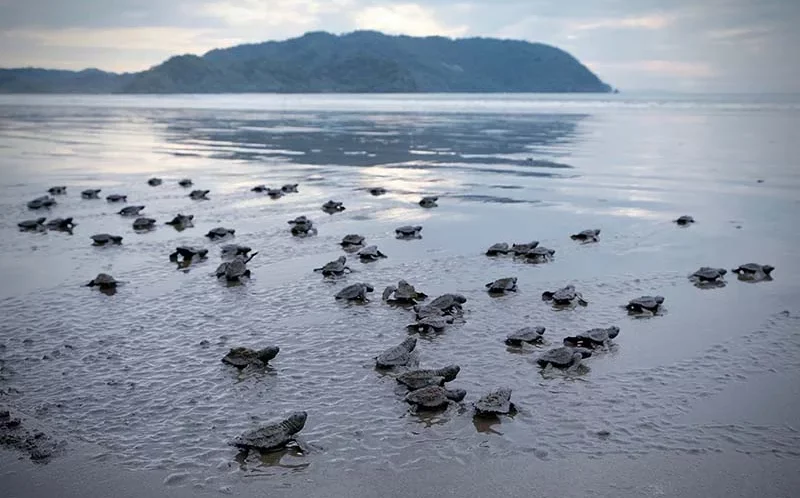 Costa Rica sea turtle going to ocean