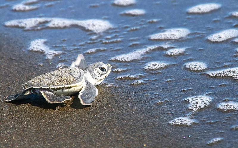 sea turtle heads to ocean