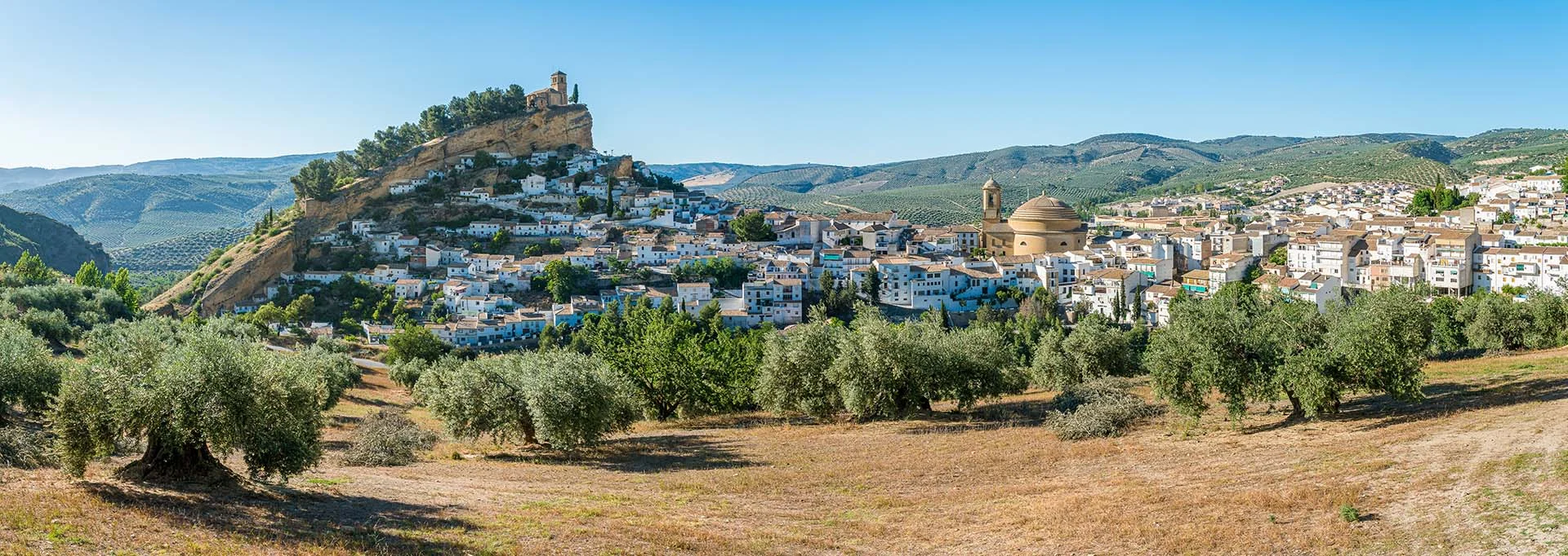 sevilla olive grove
