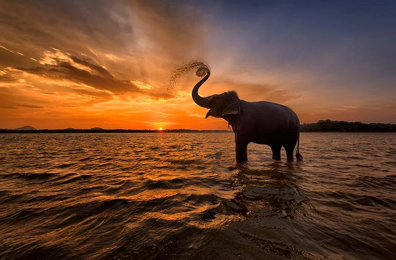 sri lanka