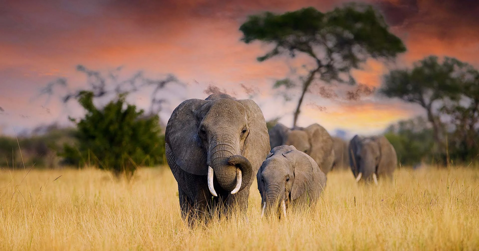 tarangire national park