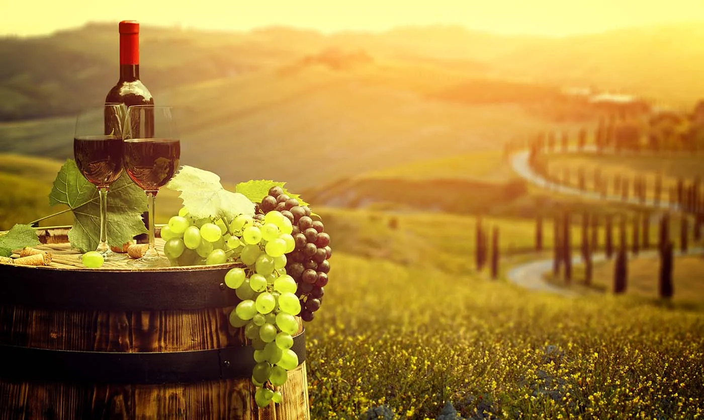 tuscany vinyard