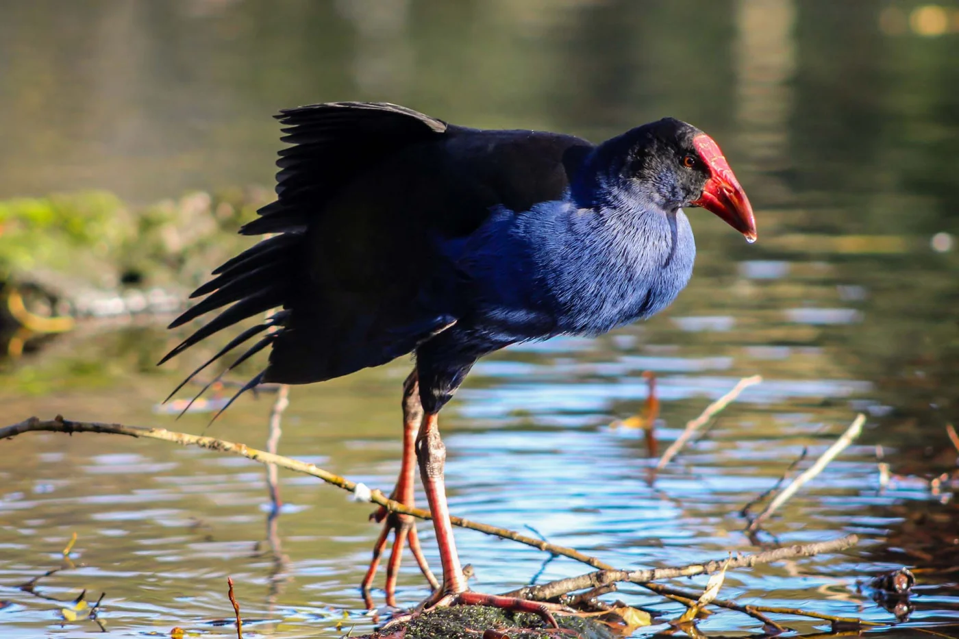 willowbank wildlife reserve takahe 1400 | Solo Travel For Women | Sisterhood Travels Group Tours