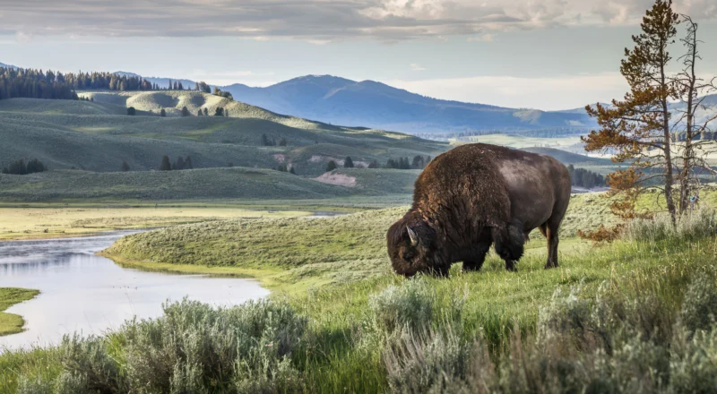 yellowstone bison