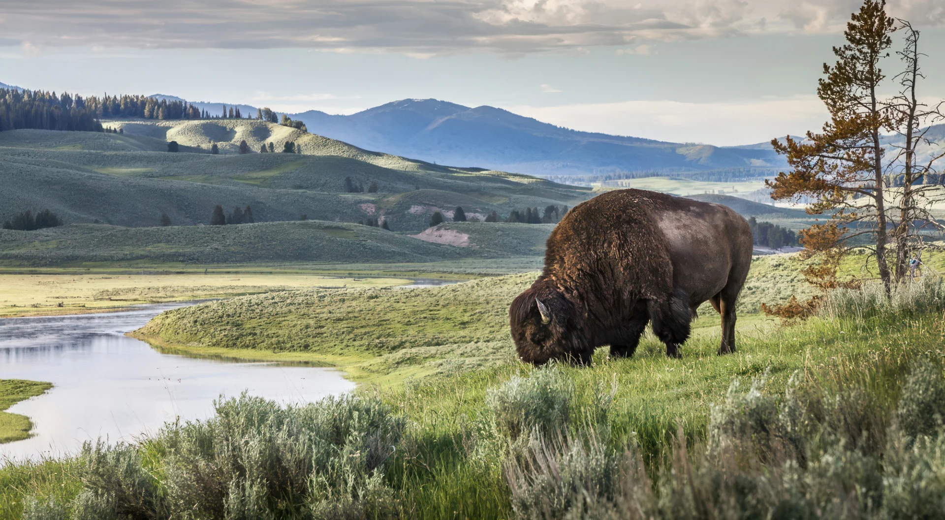 yellowstone bison